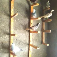 چهار تا کبوتر پرشی عالی