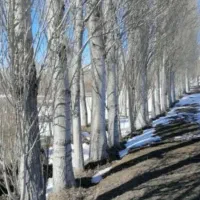 خرید انواع چوب تر و خشک میلانی|خدمات باغبانی و درختکاری|چالدران, |دیوار