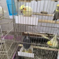 طوطی عروس هلندی|پرنده|محمدیه-قزوین, |دیوار