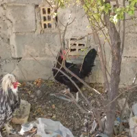 چند  تا مرغ ویک دوچرخه ویک بوقلمون|حیوانات مزرعه|فارسان, |دیوار