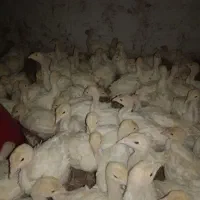 جوجه BUT کیفیت بالا نیمچه واکسن خورده