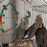 عروس هلندی