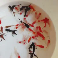 ماهی قرمز|ماهی|نیشابور, شهید بهشتی|دیوار