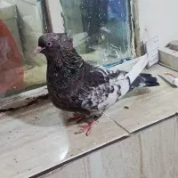 کبوتررنگی کله تاپ، سینه ای چشم نوک سفید عروسک