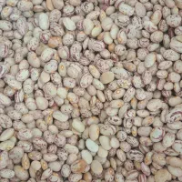 لوبیا چیتی|عمده‌فروشی|اهواز, اهواز|دیوار