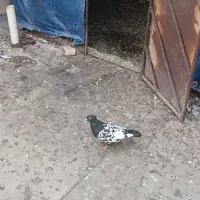 کبوتر|پرنده|اهواز, کوی پیروزی|دیوار