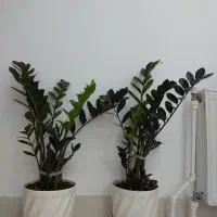 گل زاموفیلیا بلک بزرگ