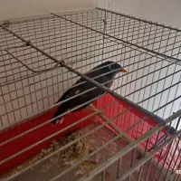 مرغ مینای کاملن رام