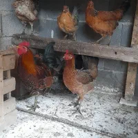 مرغ خروس و تشنو لری|حیوانات مزرعه|گرگان, |دیوار