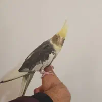 عروس هلندی ماده