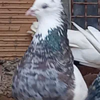 طوقی معمولی بدرنگ|پرنده|آزادشهر, |دیوار