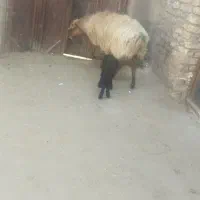 میش زاییده|حیوانات مزرعه|فریمان, |دیوار