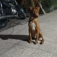 توله پیتبول ۶ ماهه|سگ|بم, |دیوار