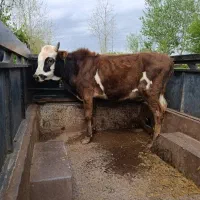 ورزا کوله چالوسی گاو نر