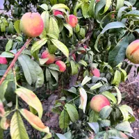 باغ با بنا (انواع درختان میوه بارده )|فروش زمین و ملک کلنگی|اسلامشهر, شهرک احمدیه|دیوار