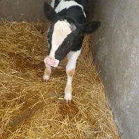 گوساله نر|حیوانات مزرعه|مرودشت, فاز اول شهرک فرهنگیان|دیوار