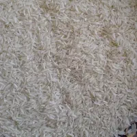 برنج فجردرجه۱آبیاری شده باآب چشمه دهنه چشمه ساران