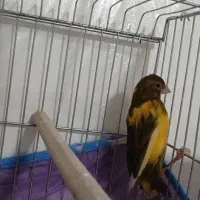 قناری|پرنده|خورموج, |دیوار