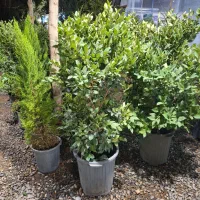 کامیس پالم یاس هلندی و سرو و شمشاد|خدمات باغبانی و درختکاری|فلاورجان, |دیوار