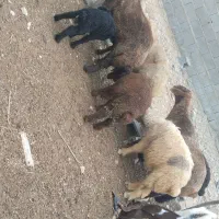 فروش انواع بز میش وبره