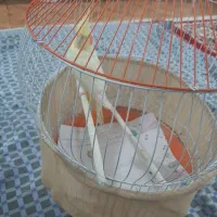 لوتینو ماده بالغ بهمراه قفس و کلیه تجهیزات