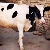فروش گوساله ماده هلشتاین