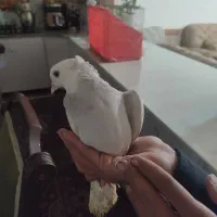 طوقی|پرنده|یاسوج, |دیوار