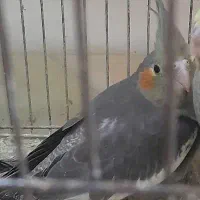 جوجه عروس هلندی|پرنده|تهران, جلیلی|دیوار