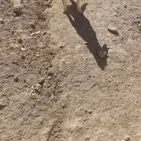 سگ پاپی|سگ|لنجان, |دیوار