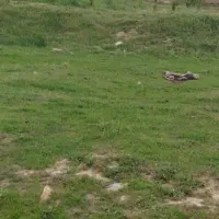 زمین 225 متری