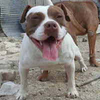 سگ بولی پیتبول پیت بول بولی XL و کلاسیک|سگ|مرودشت, بیست متری بیمارستان|دیوار