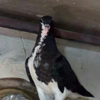 پنج تا کفتر رنگ دونه 400