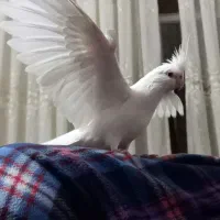 عروس هلندی گمشده