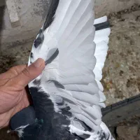 کبوتر یال گلدار|پرنده|نورآباد ممسنی, |دیوار