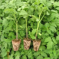 نشا گوجه فلفل بادمجان کرفس و...