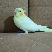 عروس هلندی 1ماهه|پرنده|کوچصفهان, |دیوار