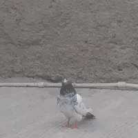 دوعدد نر فروشی