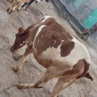 گوساله ماده چاق