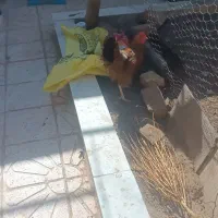 مرغ تخمی محلی  جوان جوان