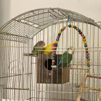 طوطی برزیلی