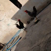 دوعددخورس