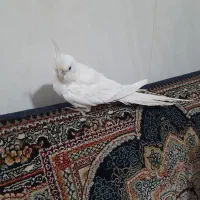 عروس هلندی سخنگو دستی