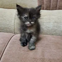 بچه گربه پرشین-هیمالین|گربه|یزد, |دیوار