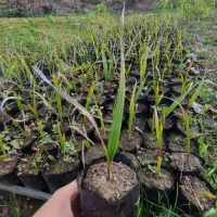 پالم واشنگتن