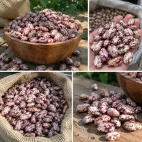 فروش عمده لوبیا چیتی