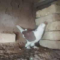 تله تور کبوتر با یه جفت کبوتر به فروش میرسد|پرنده|تهران, مسعودیه|دیوار