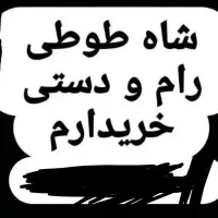 شاه طوطی سخنگو دستی صاف بدونه عیب و ایراد