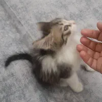 دو تا بچه گربه نازنین و بغلی و ملوس دارم