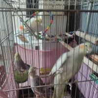 عروس هلندی|پرنده|محمدیه-قزوین, |دیوار