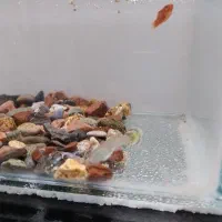 گپی.پلاتی|ماهی|مشهد, محمدآباد|دیوار